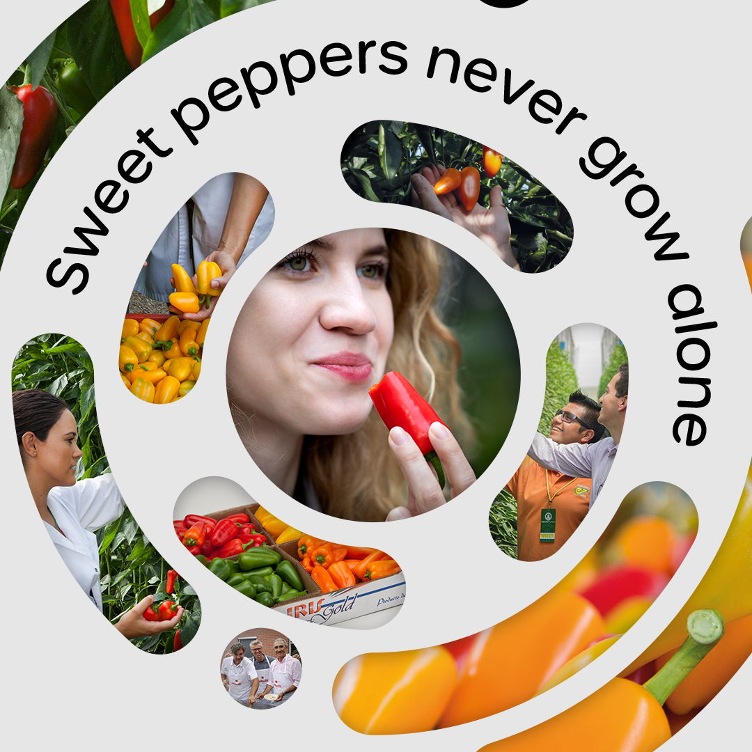 A lot of images in a swirl, containing people and peppers. Text "Sweet peppers never grow alone"