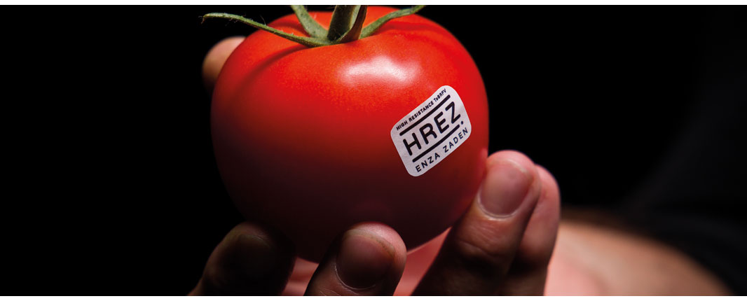  A major tomato breakthrough