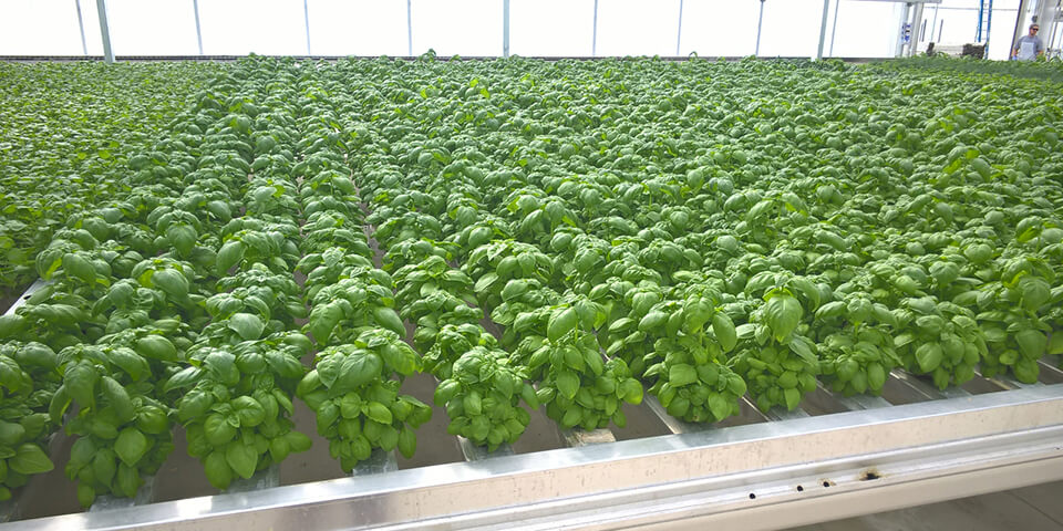 Hydroponic Growing