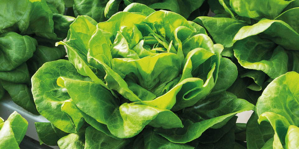 Lettuce It has a unique shape and refreshing taste and make a great addition to salad. lettuce