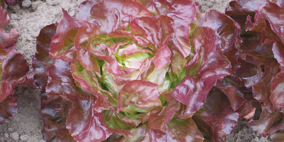 Lettuce It is also believed to help prevent asthma and allergies by acting as a natural antihistamine. lettuce