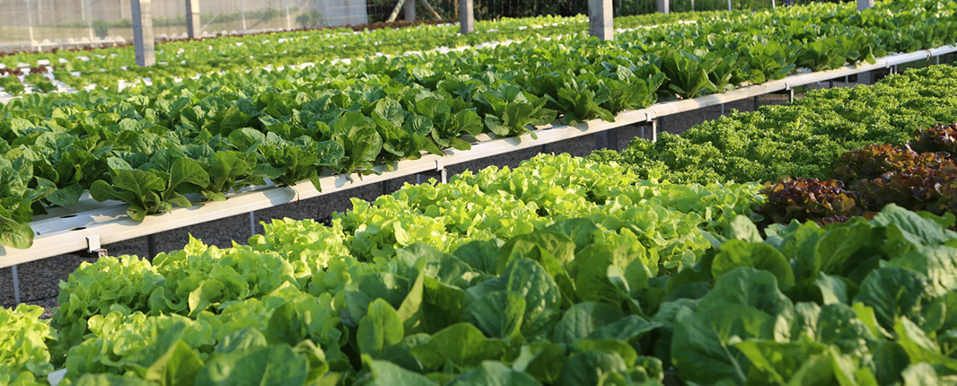 Hydroponic Growing