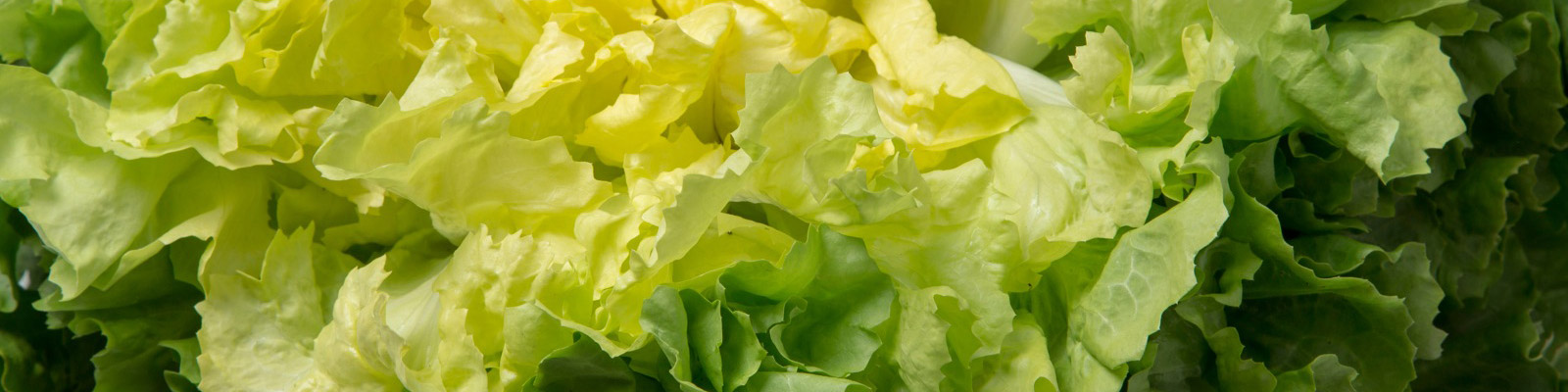 Endive Varieties By Enza Zaden