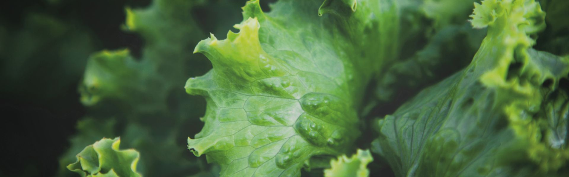 Close up of iceberg lettuce leaf