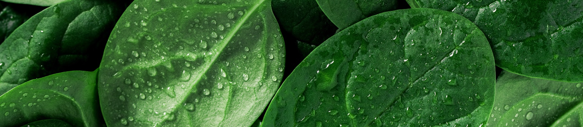 Waterdrops on spinach