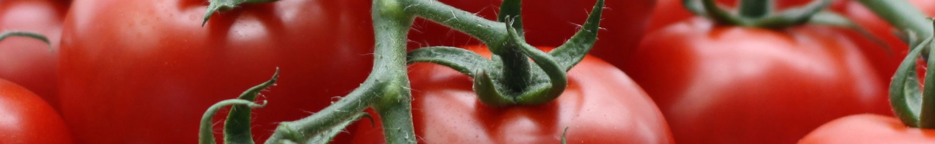 Close up of cluster tomatoes or tomatoes on the vine (TOV tomatoes)