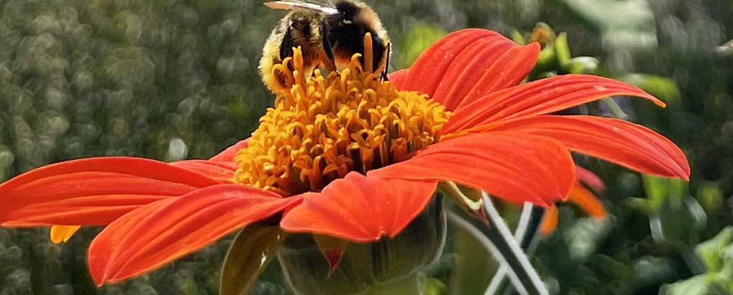 organice flower