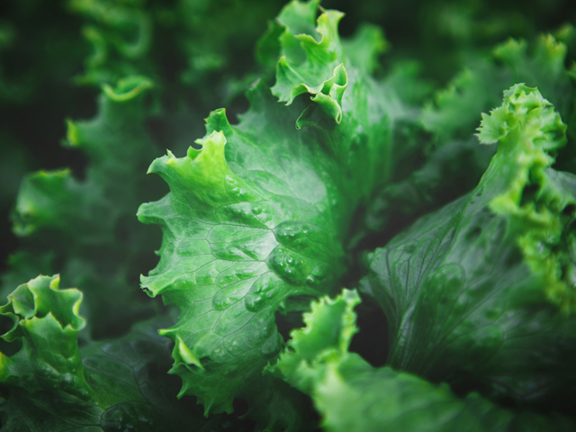 lettuce-butterhead-mood