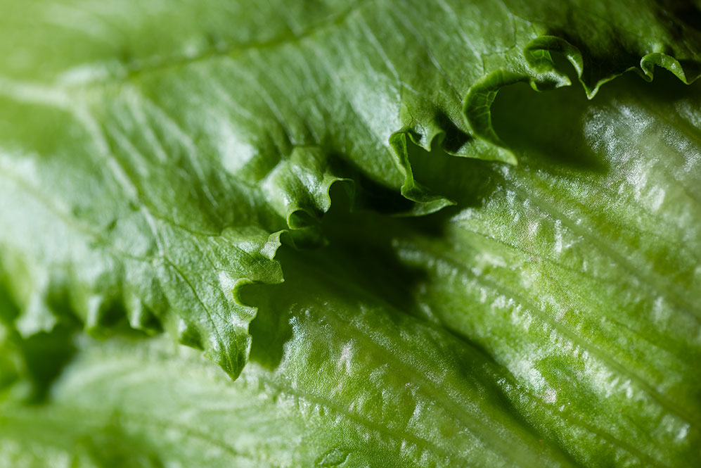 Iceberg lettuce mood