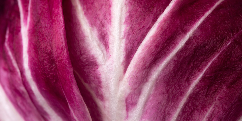 Close up of a radicchio leaf, showing it veins