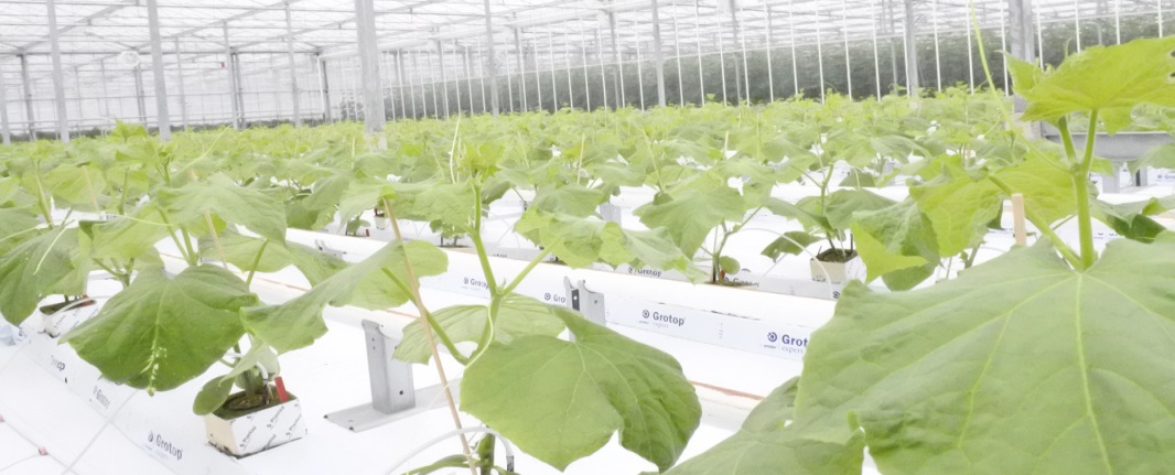 young cucumber plants in many rows in a greenhouse