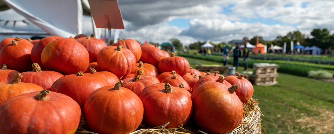 Pumpkins in Germany
