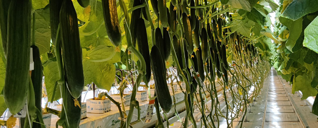 Cucumber variety Dee Velope 