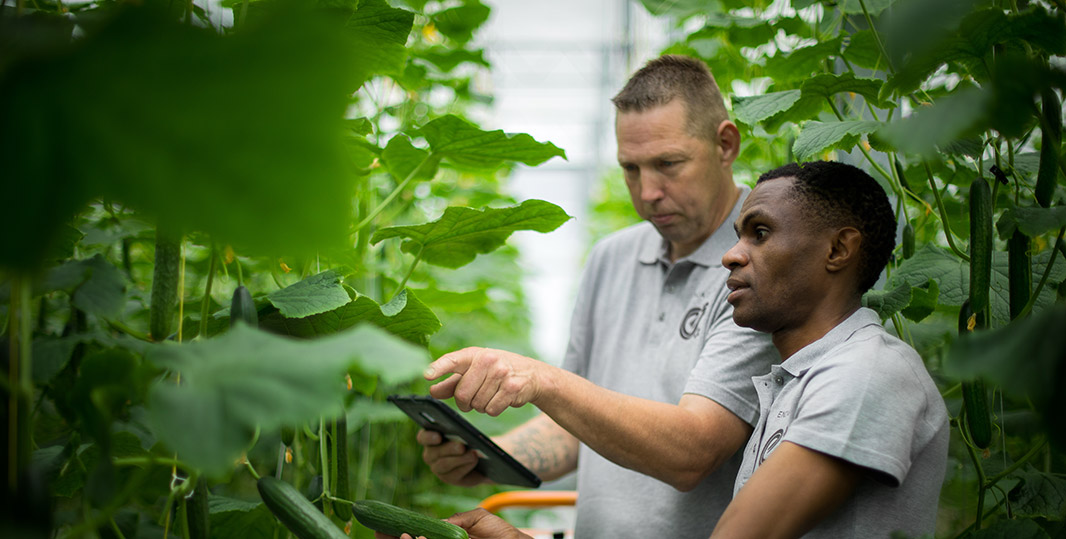 Greenhouse Cucumber Crop Evaluation and Quality Monitoring