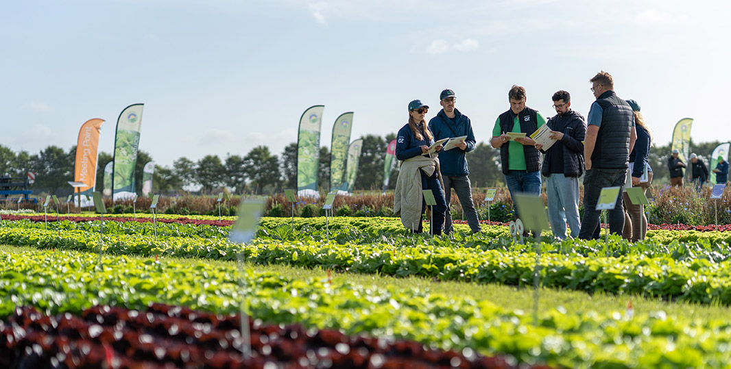 Customers reviewing lettuce varieties during the Demo Field Days in Voorst.