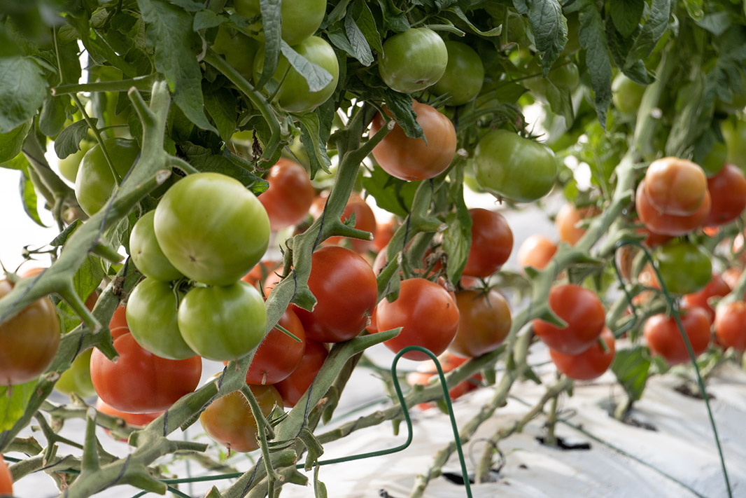 Tomato plants in a greenhouse