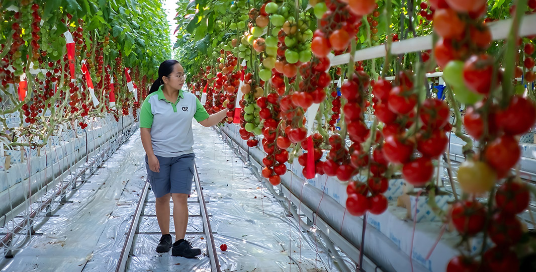 Enza Zaden invests in IUNU to strengthen connection between genetics and crop performance