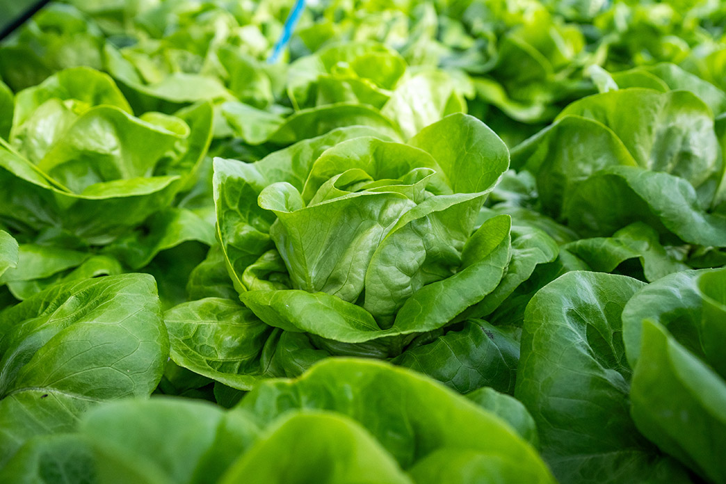 Hydroponic Lettuce mood