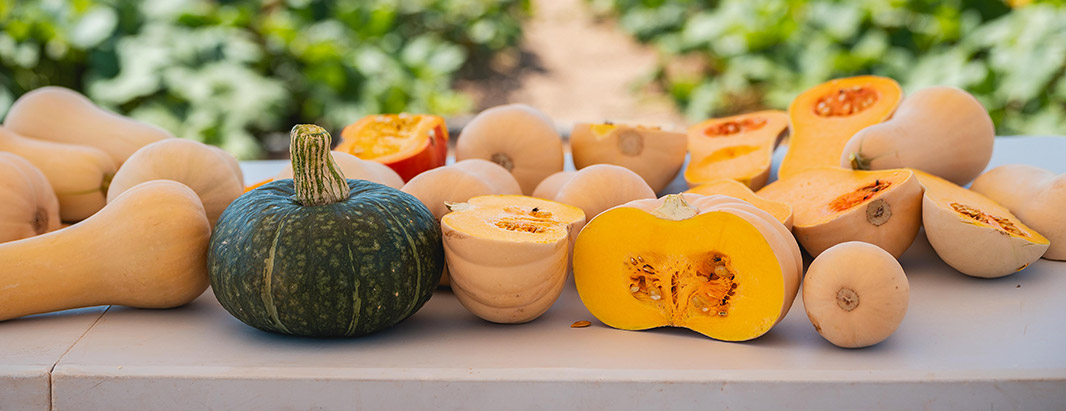 Our pumpkin portfolio