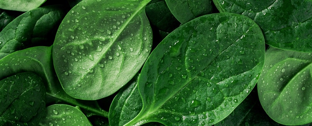 Close up of spinach leaves with waterdrops on it