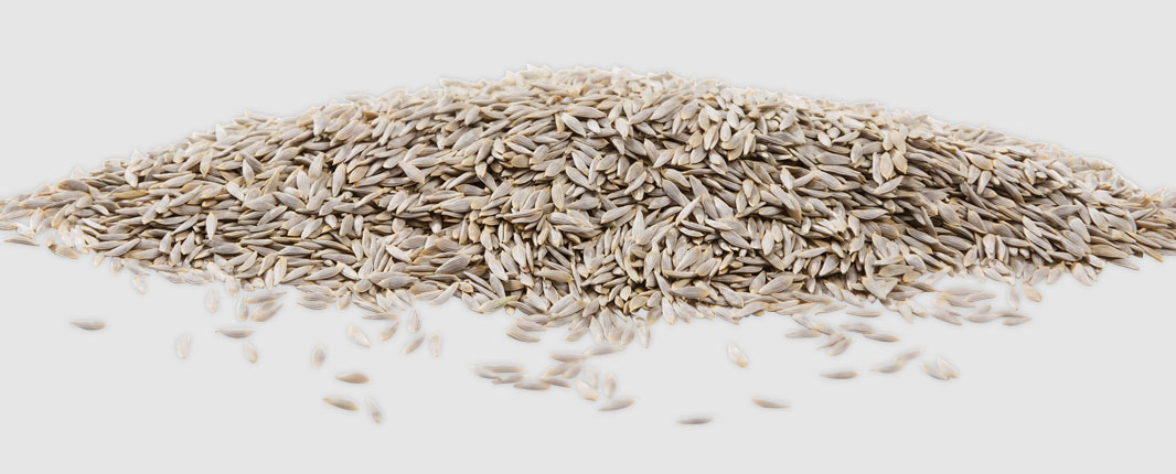 Lettuce seed