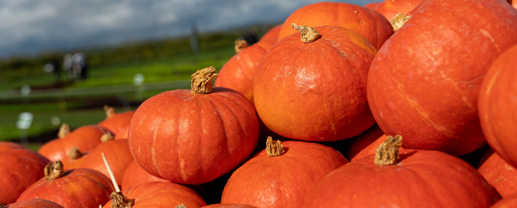 Red pumpkins