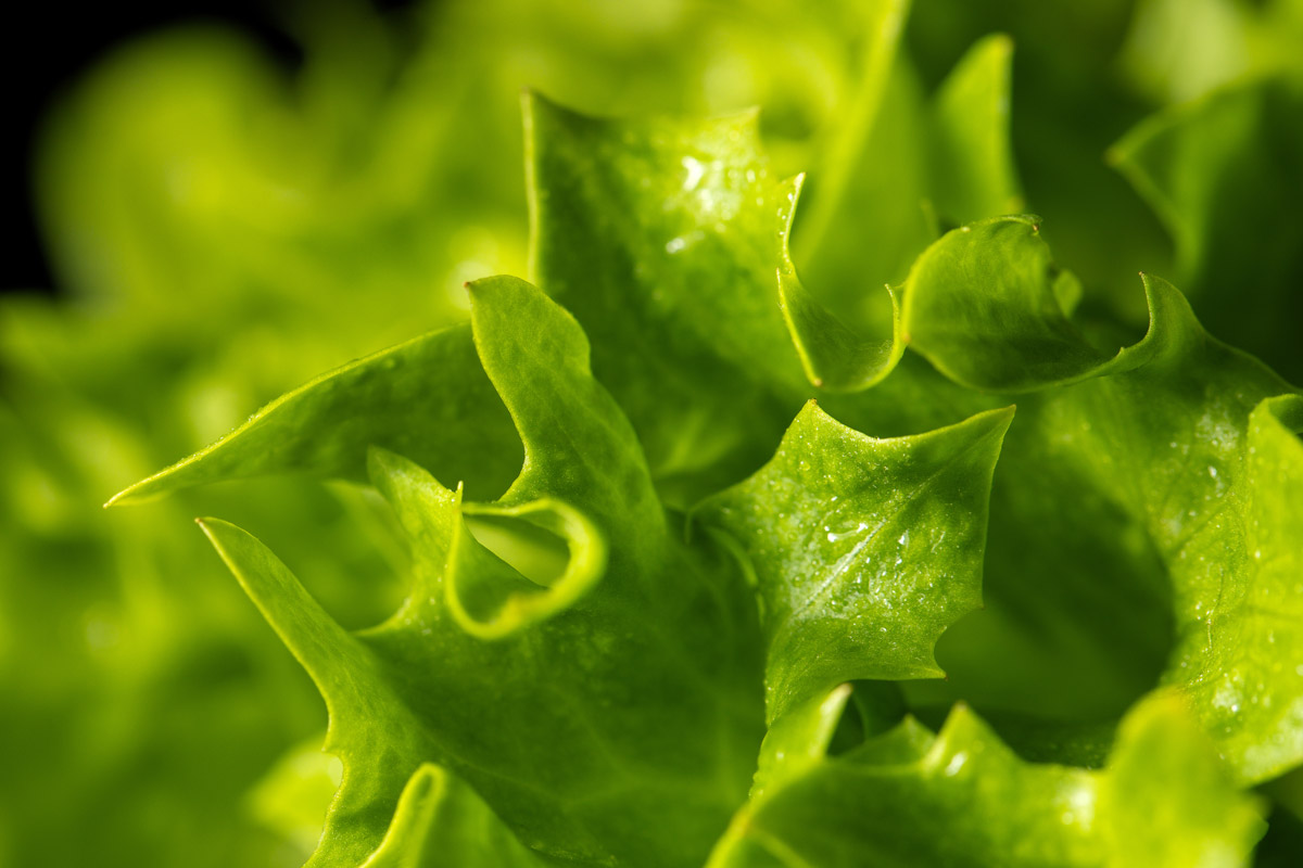 Eazyleaf