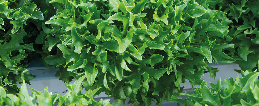 Lettuce Hydroponic mood