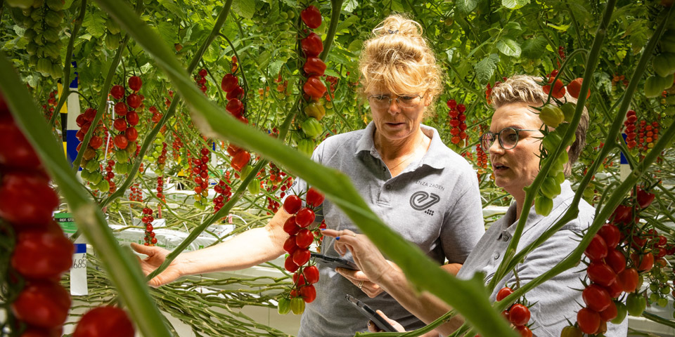 Tomatoes from Enza Zaden in Pijnacker