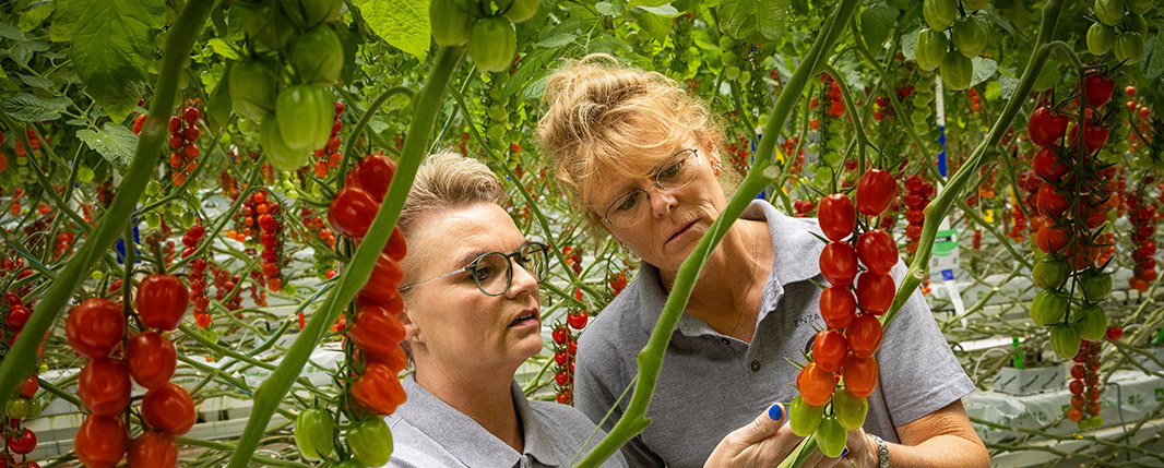 Colleagues checking the tomatoes in Enza Zaden's Innovation Centre
