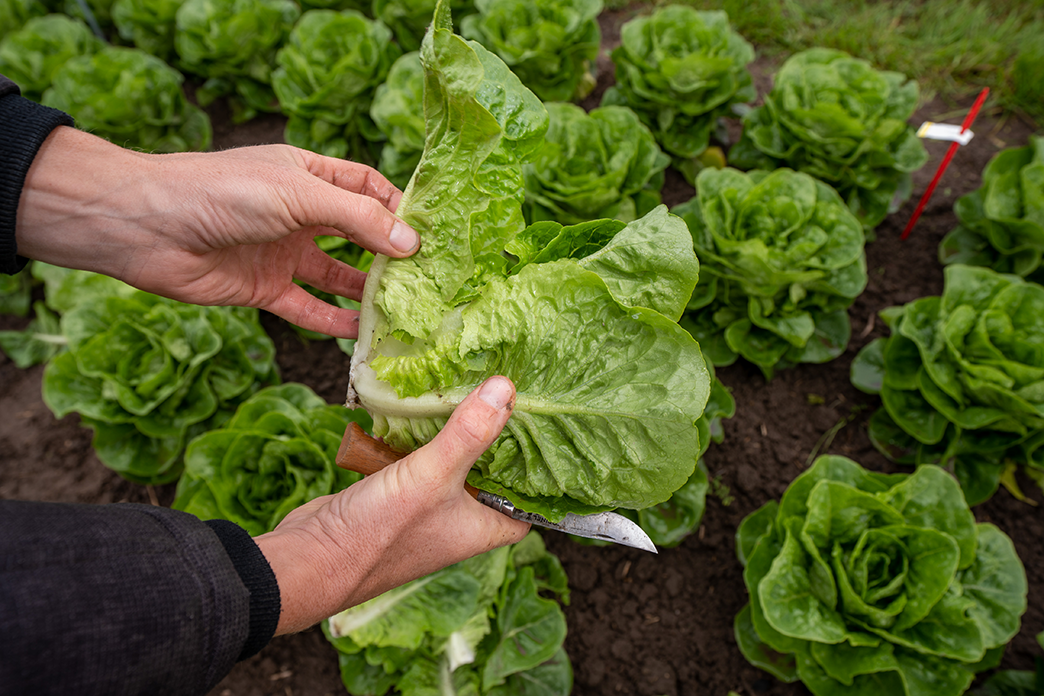 Human touching lettuce