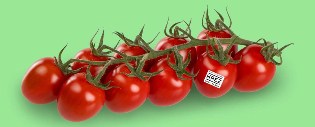 Truss tomato on a light green background, with a HREZ sticker on the former to last tomato