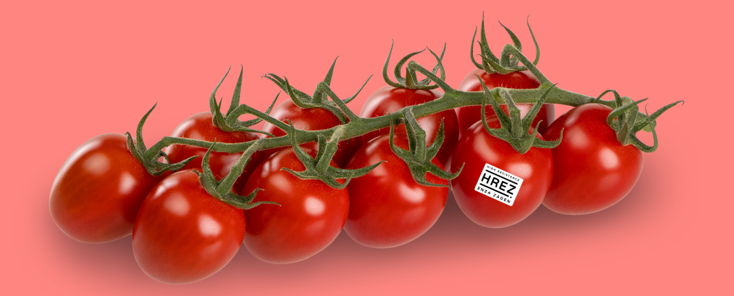 Truss tomato on a light red background, with a HREZ sticker on the former to last tomato