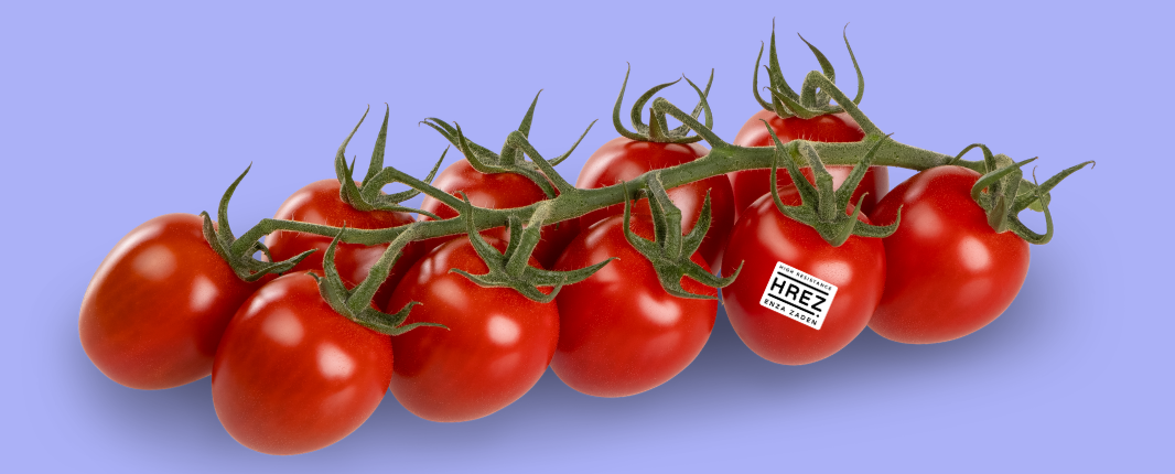 Truss tomato on a purple background, with a HREZ sticker on the former to last tomato