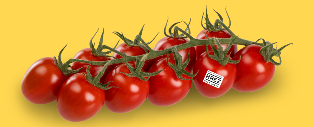 Truss tomato on a yellow background, with a HREZ sticker on the former to last tomato