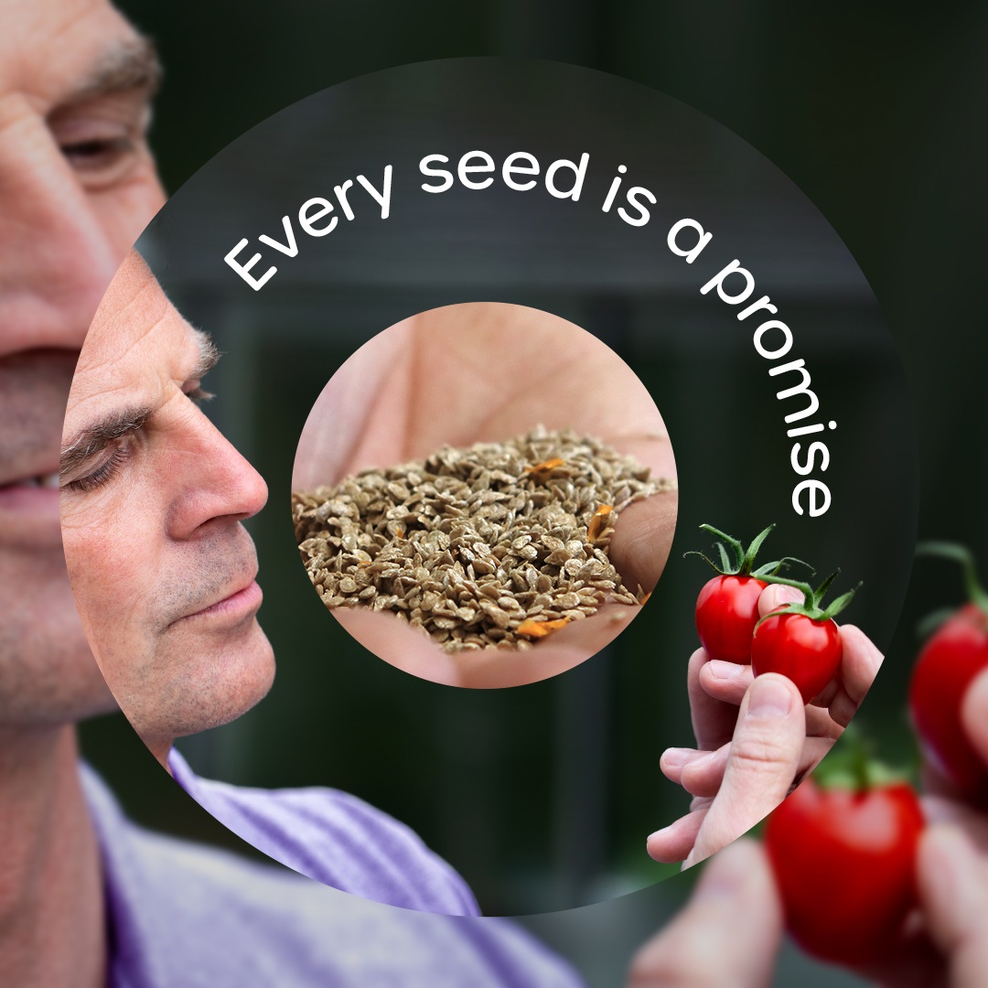 Every seed is a promise - looking at cherry tomatoes