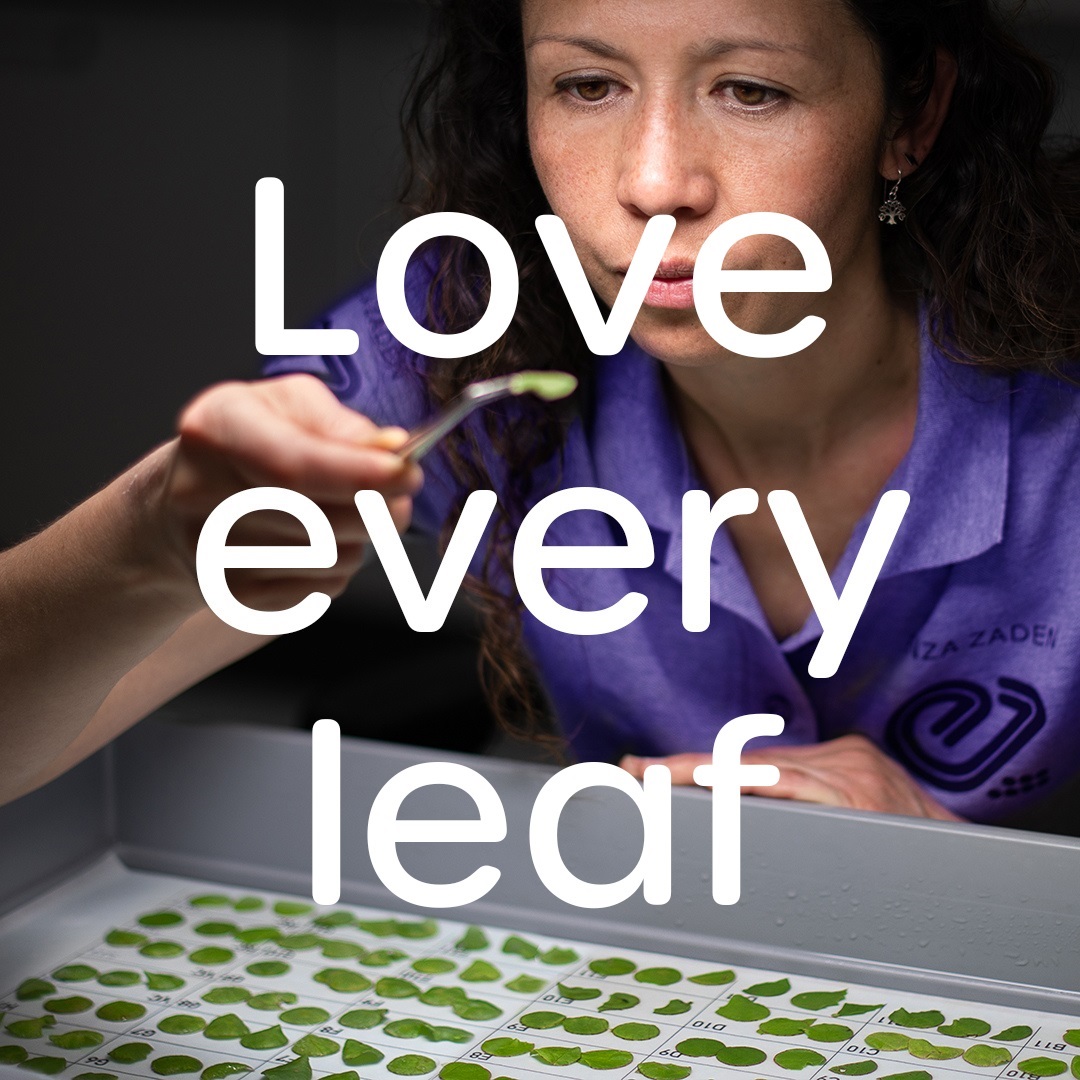 Love every leaf, checking leaves in the lab