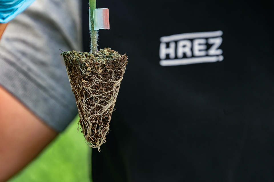 One single rootstock in the foreground, on the background you see a torso of a man wearing a grey shirt and black bodywarmer with a white hrez logo. He is holding up the rootstock plant.