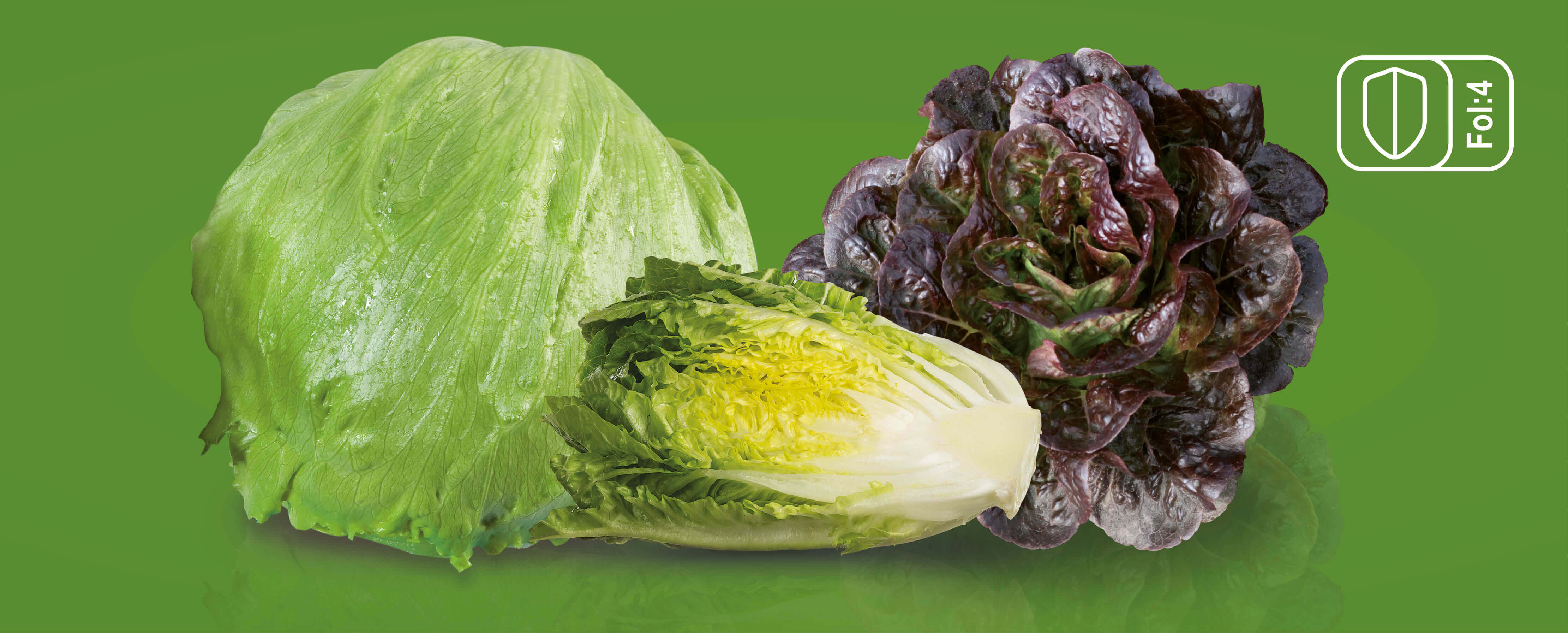 Enza Zaden has identified a significant part of their Lettuce assortment to be High Resistant for Fol:4