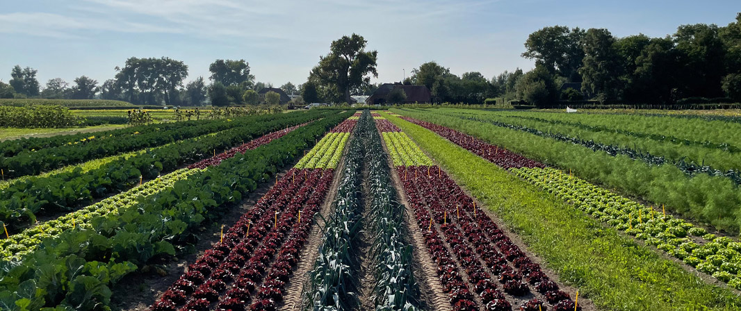 The benefits of strip cultivation | Enza Zaden