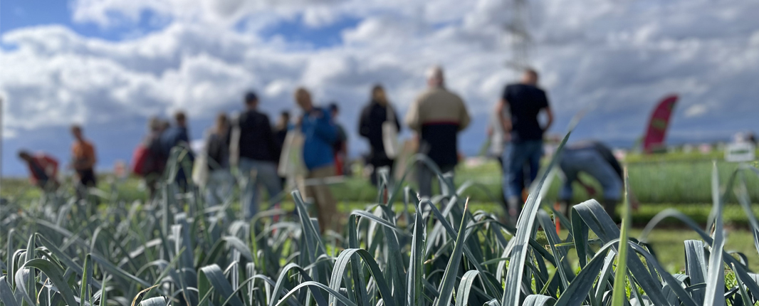 Photo of a field where vegetables grow. Leek in front, visitors on an open field in the background