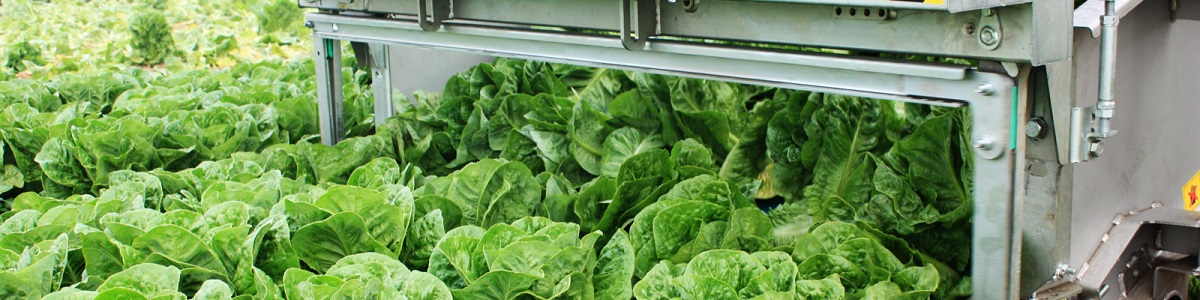 Ortomec mechanical harvesting lettuce