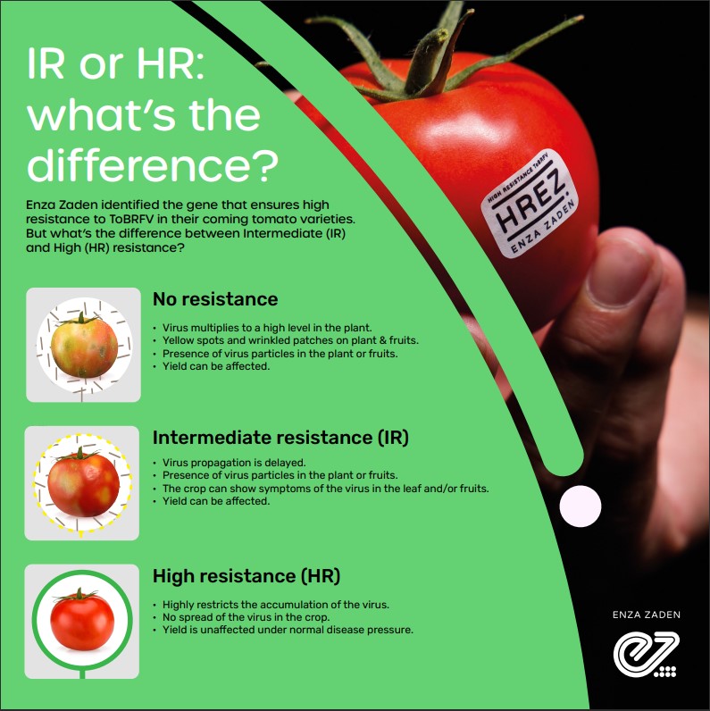 Infographic showing the difference between HR and IR for ToBRFV