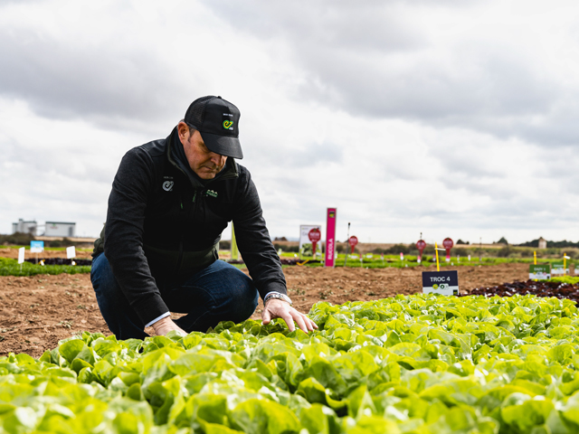Overcoming Bremia Challenges: Harnessing the Power of Resistances in Leafy Crops
