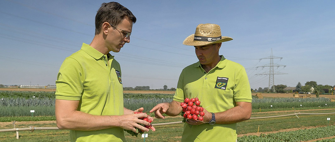 Discussing radishes in the field