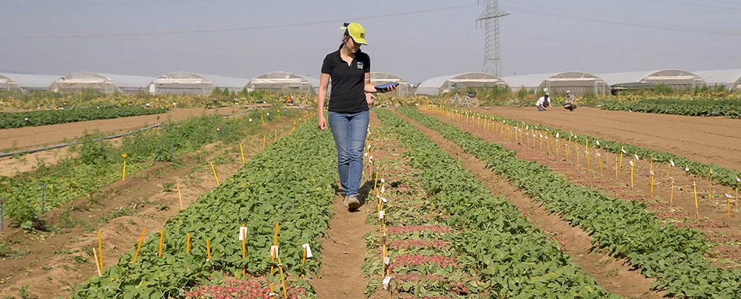 Woman walking in the field, checking the radishes