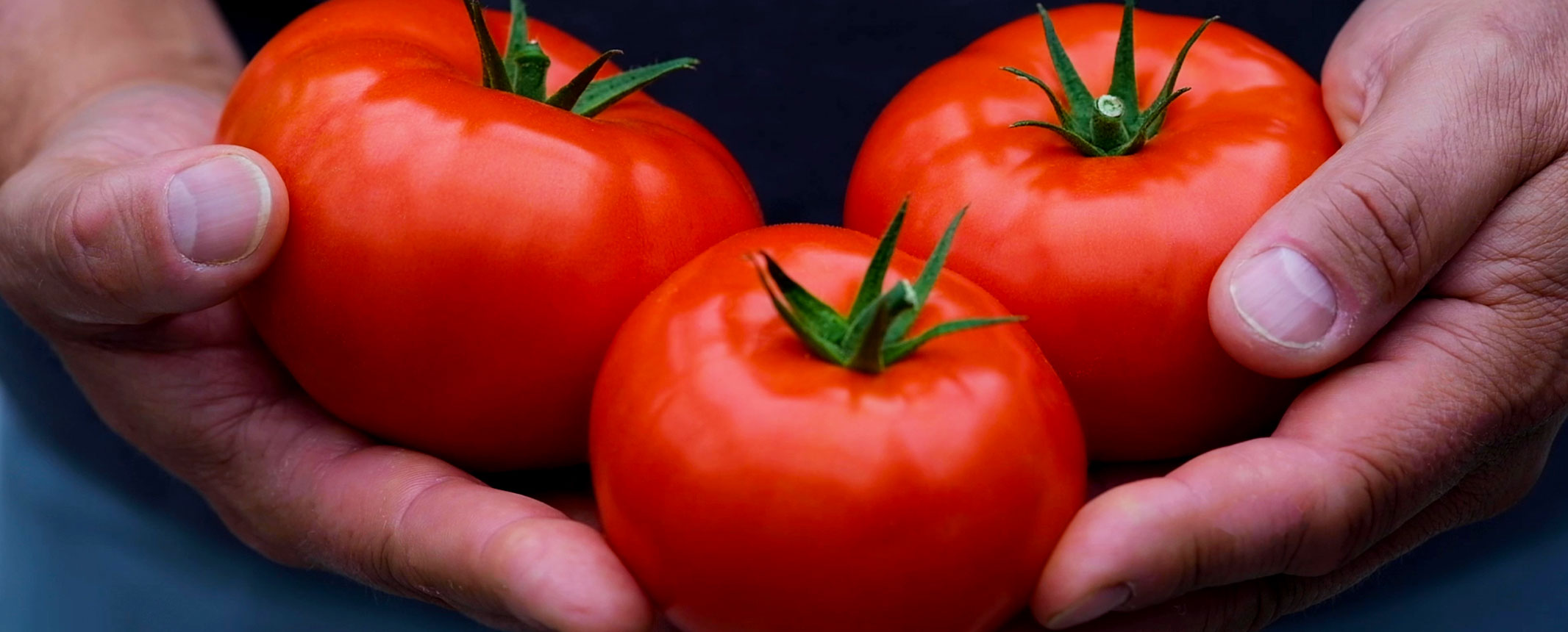 Three large tomatoes in hands