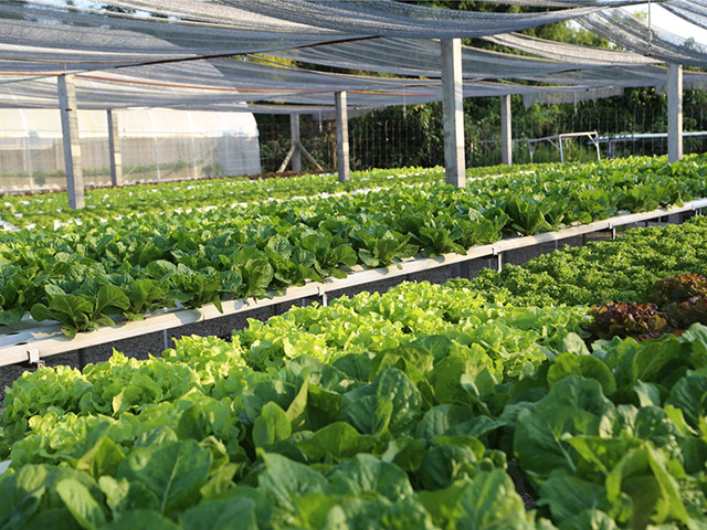 Hydroponic Growing