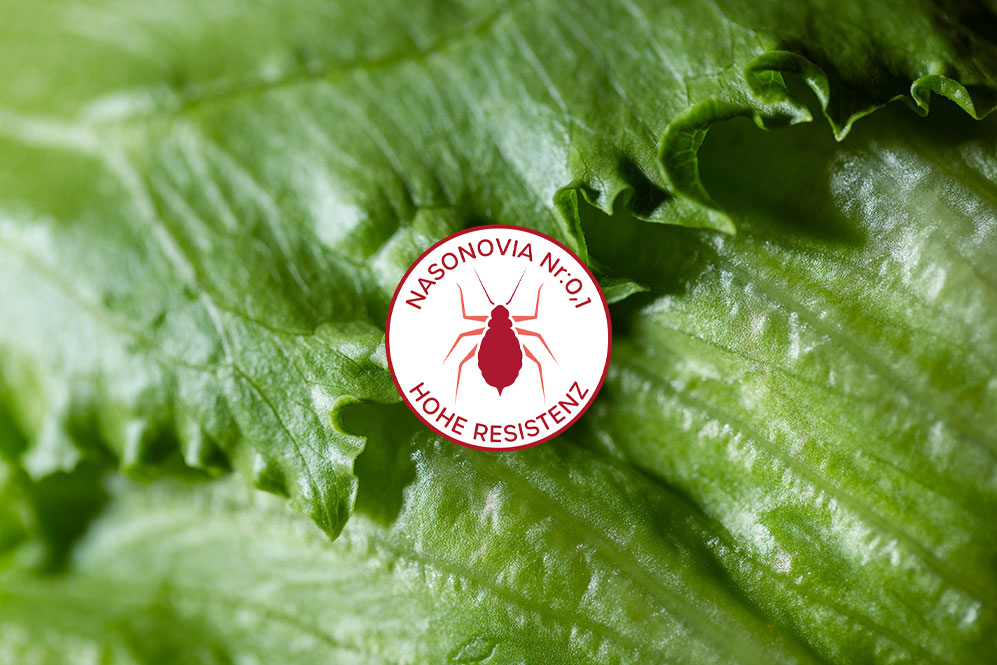 A closer look to Nasonovia