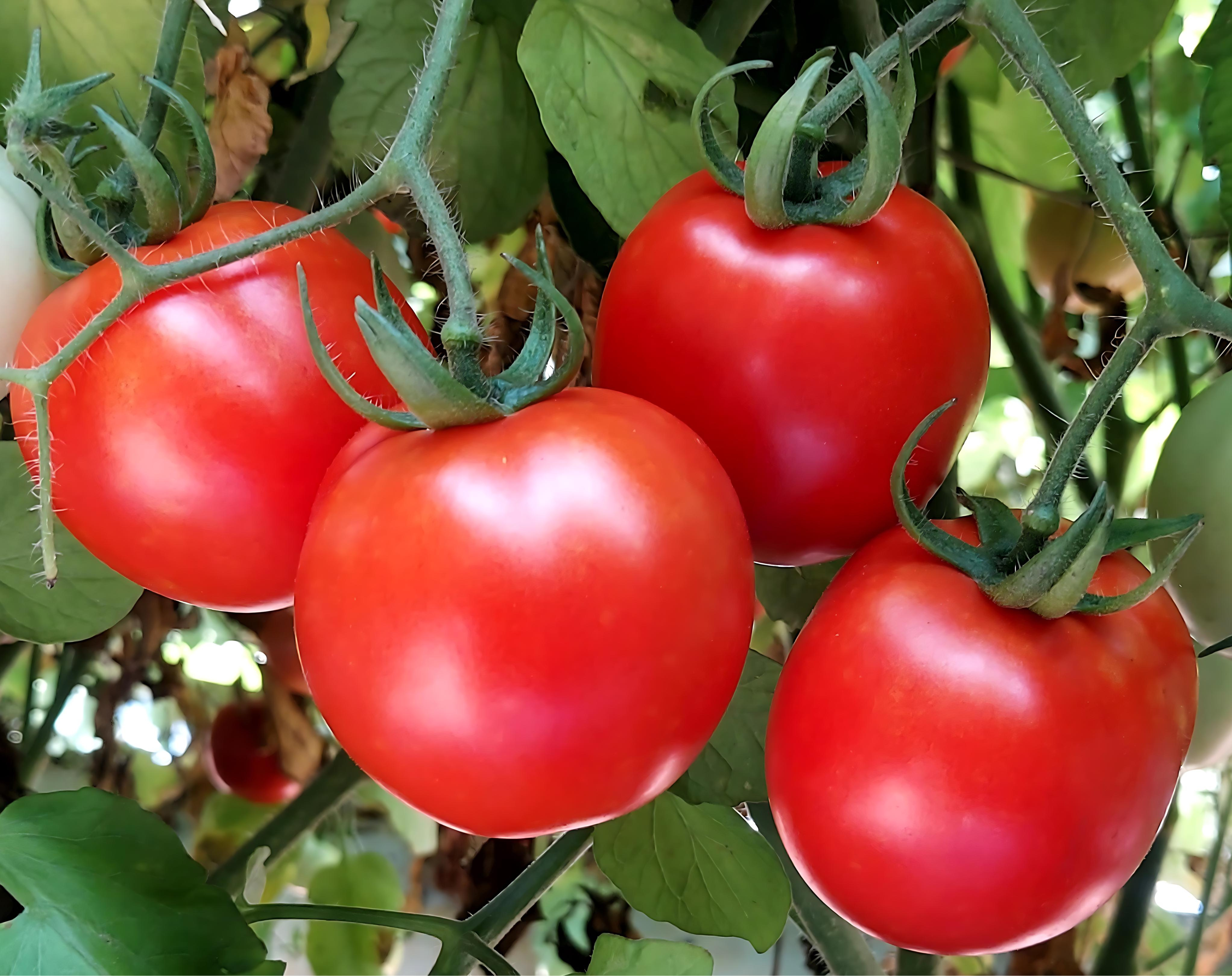 TOMATO　おまとめ商品 Tomato Boxes - 25 lb S-20444 - Uline